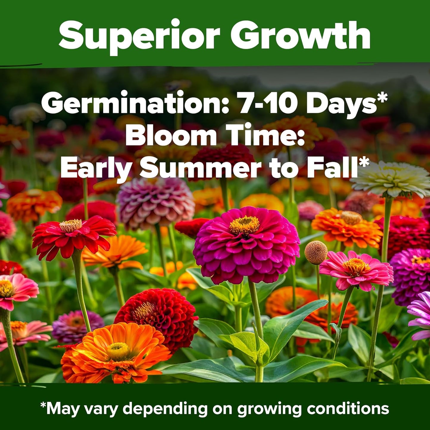 Home Grown | Premium Rainbow Zinnia Flower Seeds